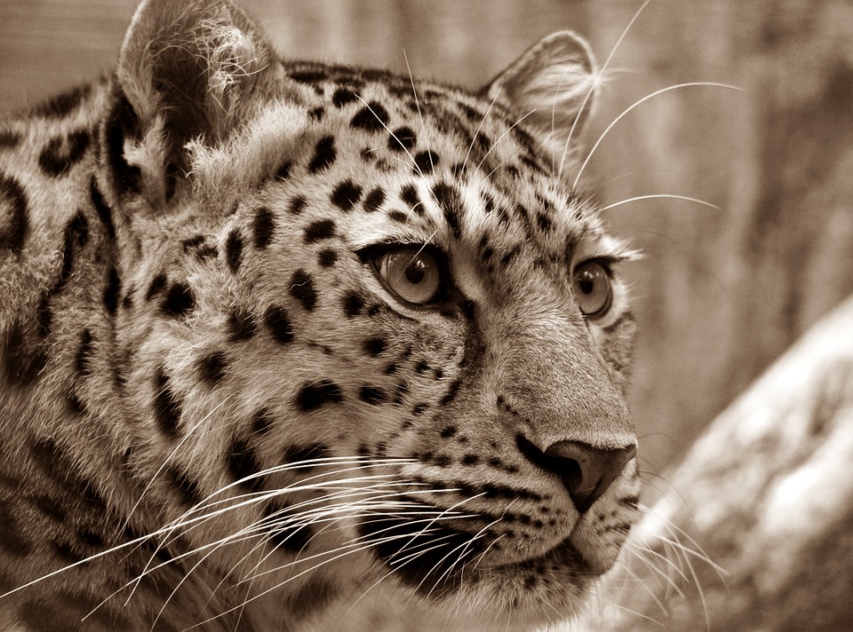 Big Cats and Where to See Them