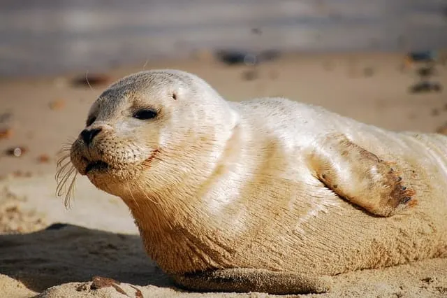 la fauna oceánica en la foca monje de grecia