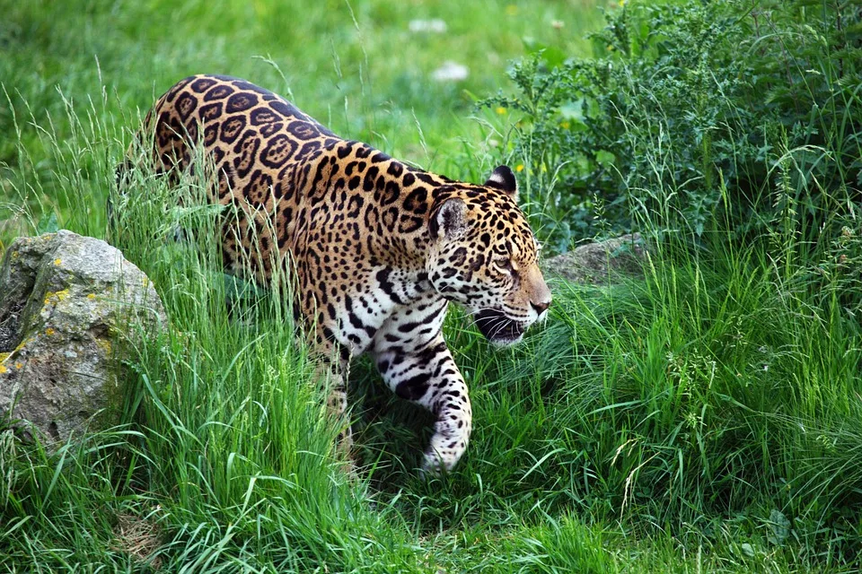 Jaguar in der Wildnis