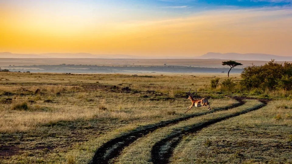 Safari in Afrika, Kenia
