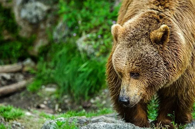 wildlife in greece brown bear