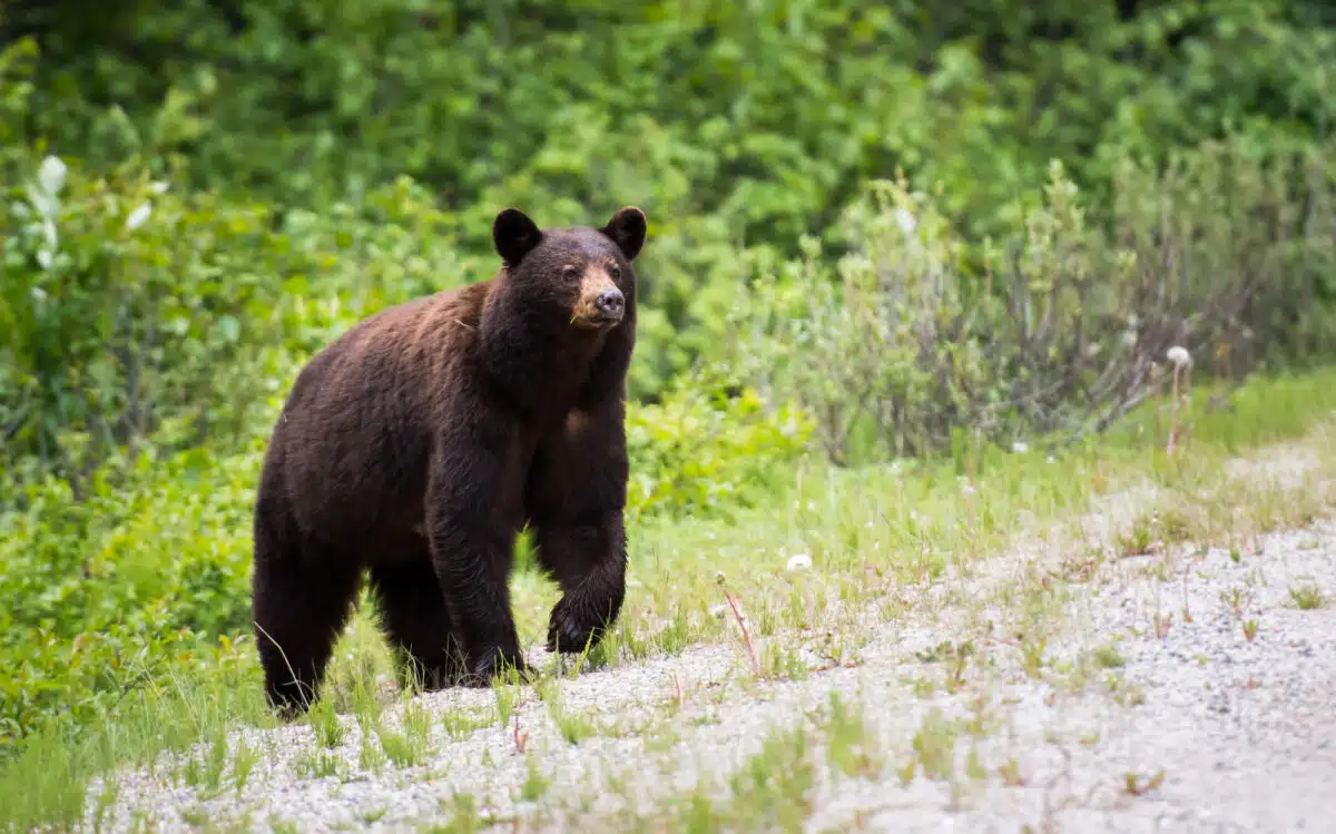 black bear walking on grass