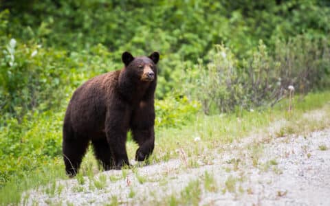 Top 5 Best Places to See Black Bears