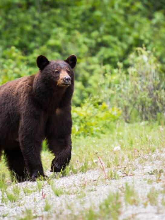 5 Best Places to See Black Bears