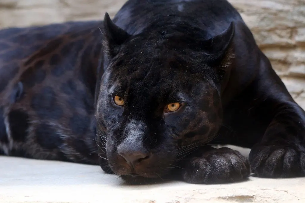 Melanistischer Jaguar; der Panther