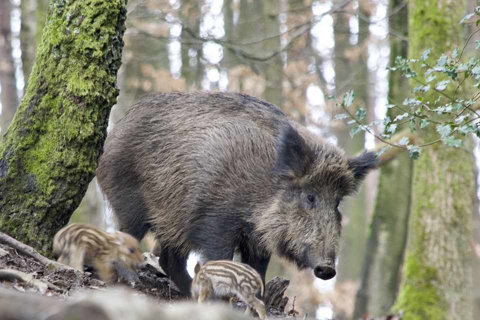 boar offspring
