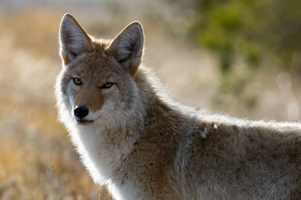 coyote, Animals of Colorado