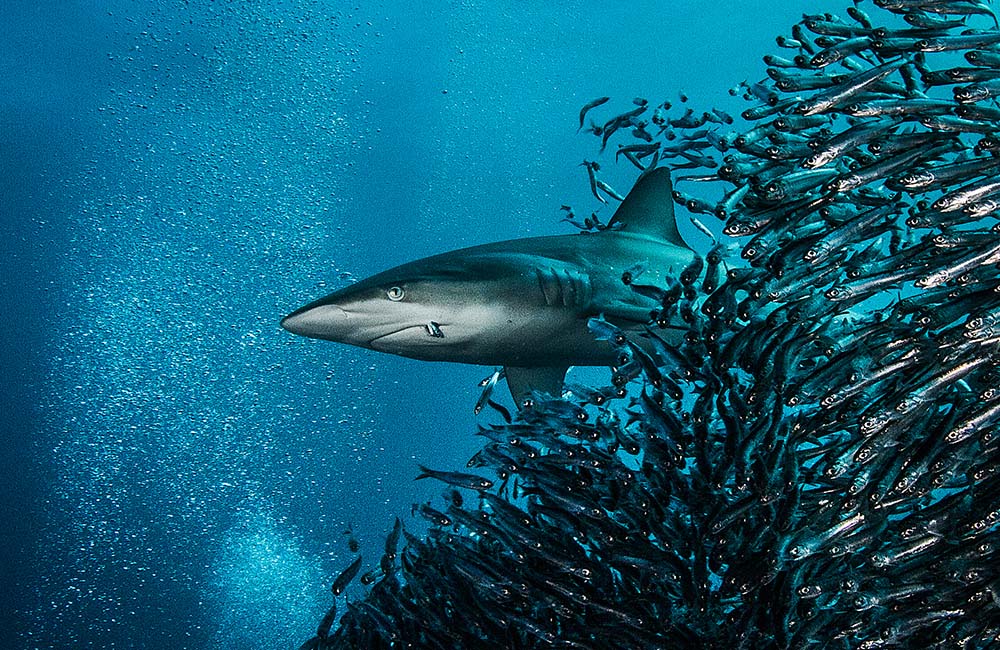 tiburón oscuro en la carrera de la sardina