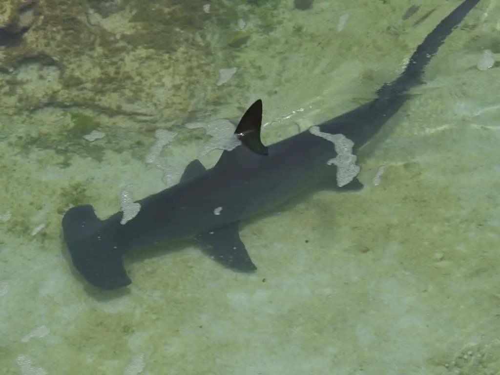 cocos islands hammerhead sharks