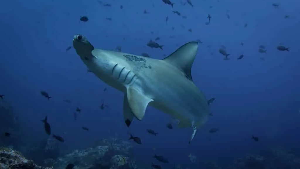 hammerhead shark during a dive
