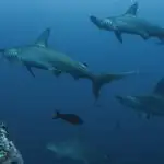 Beste Plätze zum Tauchen mit Hammerhaien