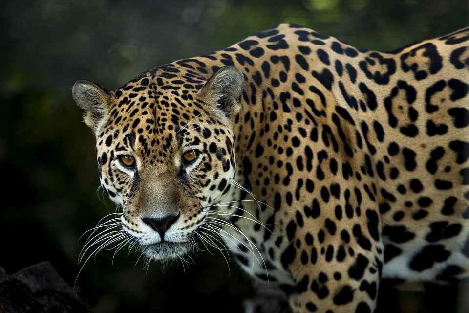 wild jaguar