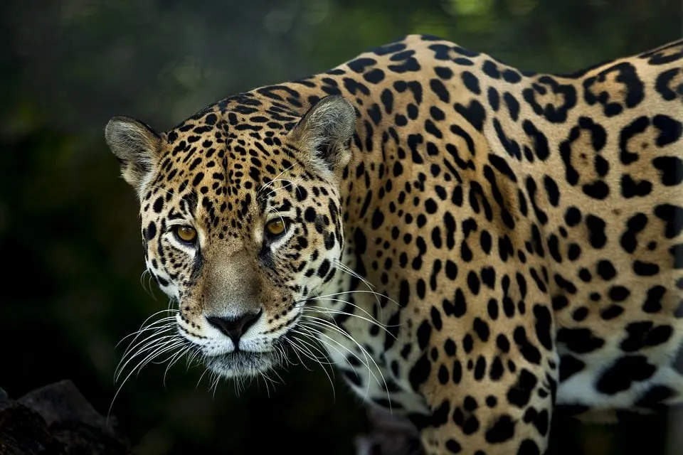 wilder Jaguar