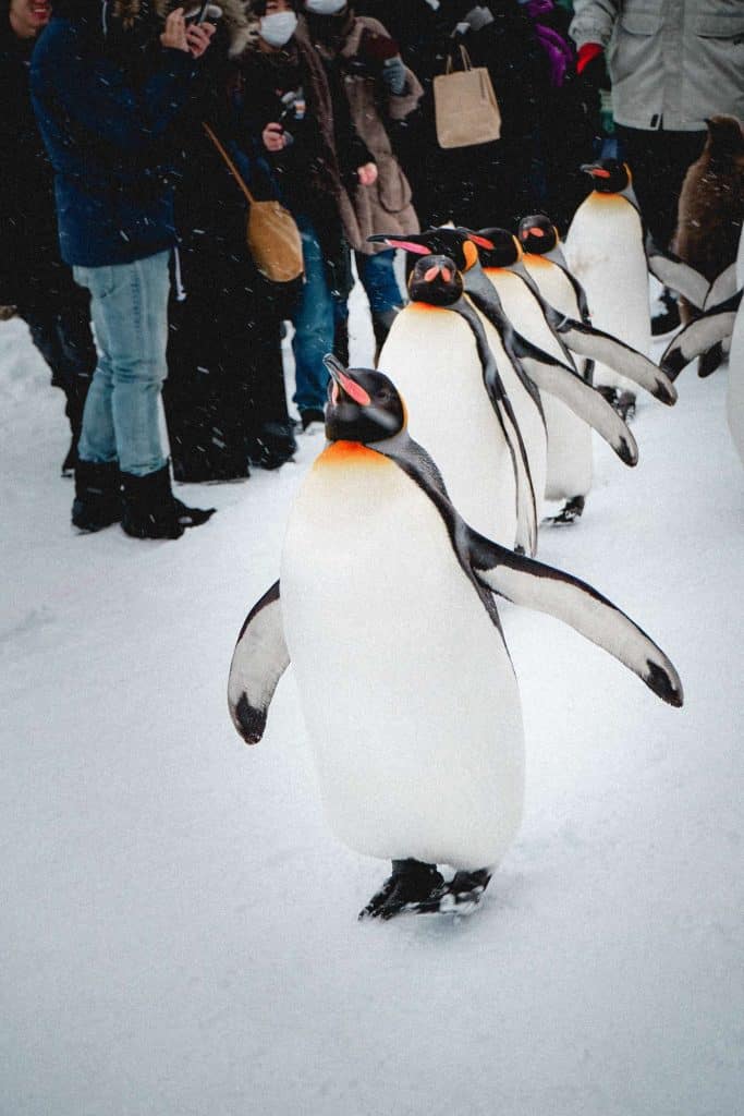 The Emperor Penguin 