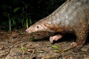 Pangolins: The Complete Guide