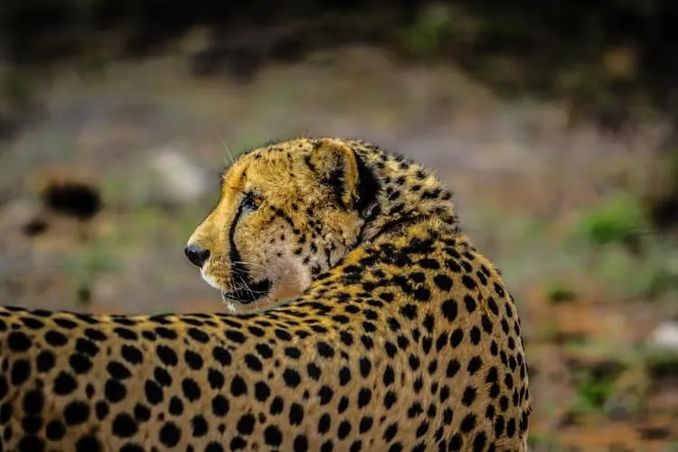 cheetah cat