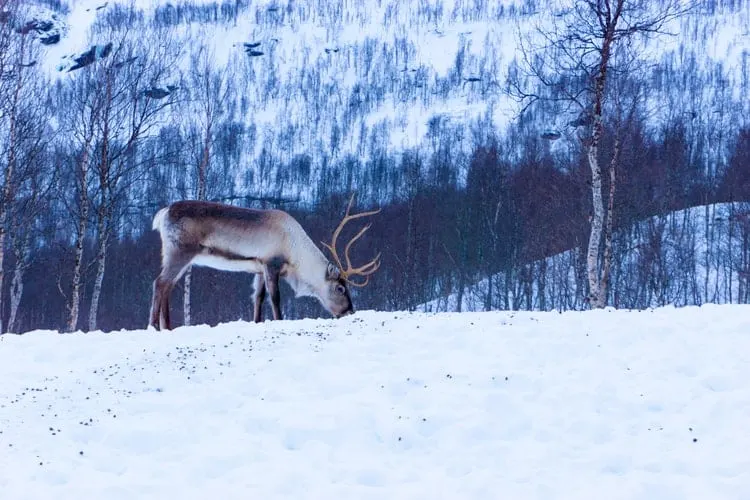 El mejor ejemplo de la vida silvestre de Suecia es un reno