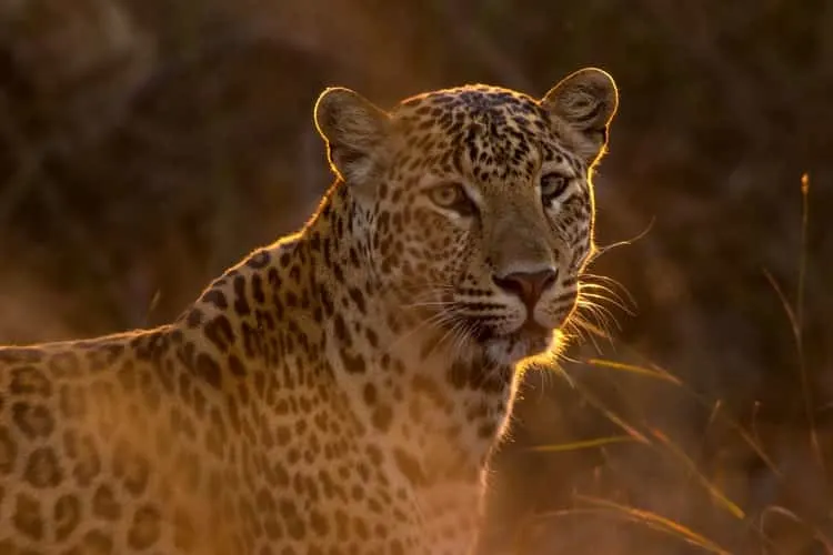 Grosskatzen: ein Leopard in Asien