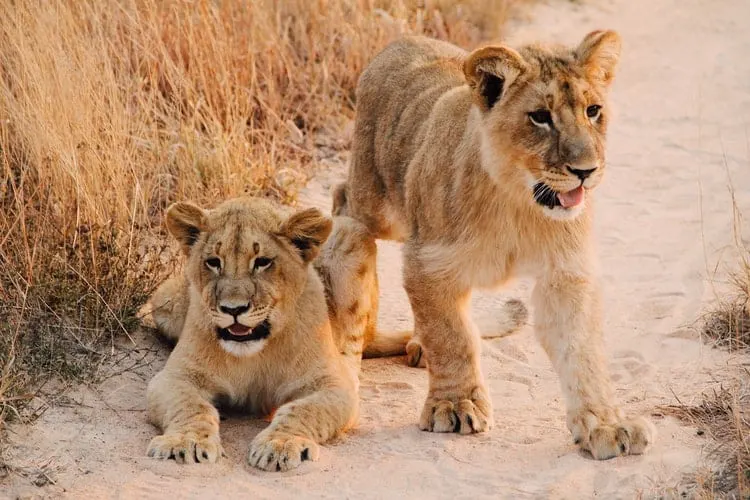 Löwenjunge; Bruder und Schwester von Großkatzen