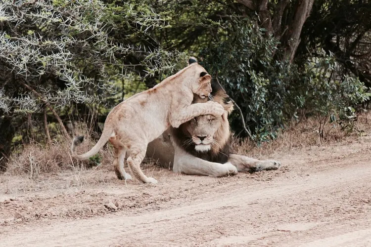 Löwen während der Abriegelung im Krüger-Nationalpark 