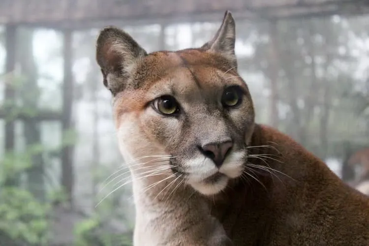 Puma hautnah: schöne Großkatzen