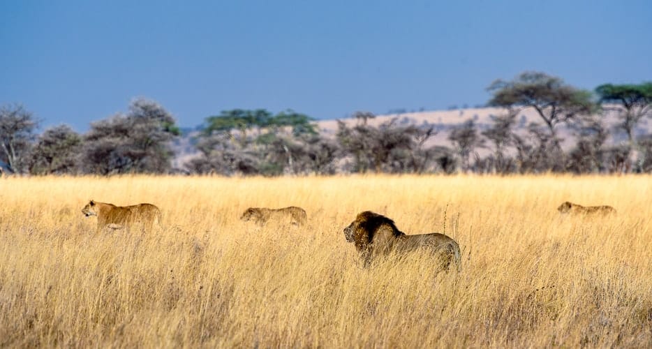 Spaziergänge mit Großkatzen; Löwen in Afrika