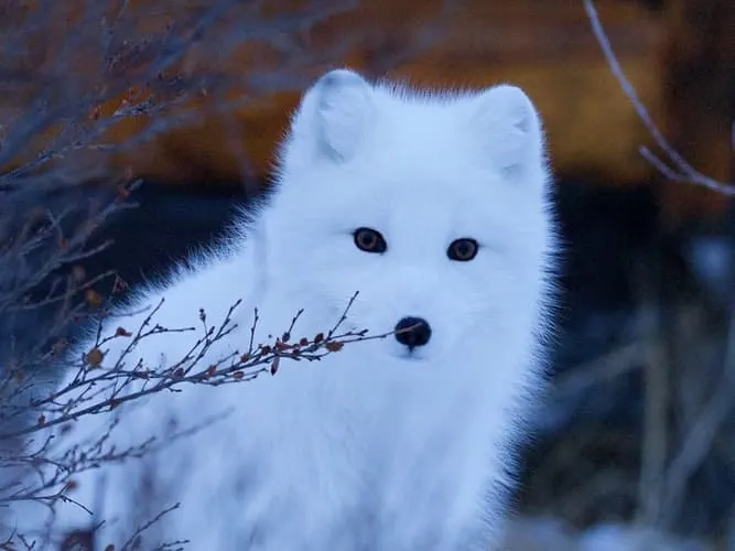 El hermoso zorro ártico de la vida silvestre de Suecia