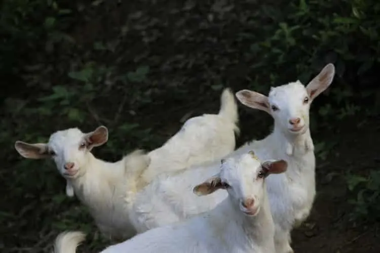 white goats