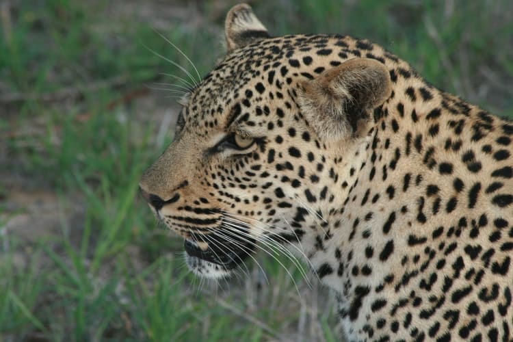 jaguar wilderness