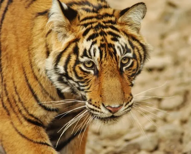 big cats: a tiger