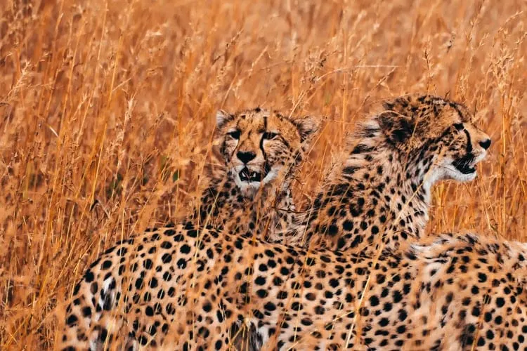cheetah family in savanna 