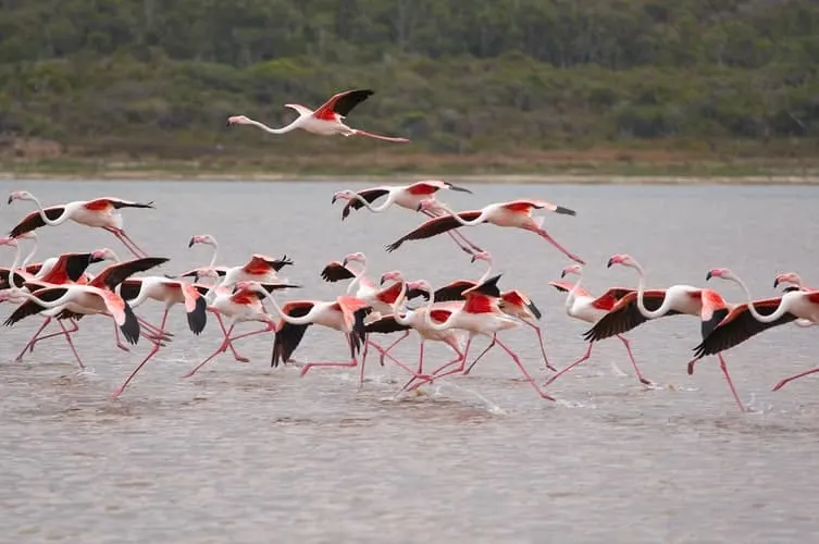 Flamingos während der Abriegelung in Albanien