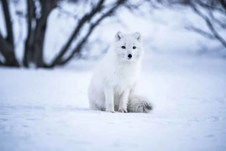 Schwedens Wildtiere gefangen : ein Polarfuchs im Winter