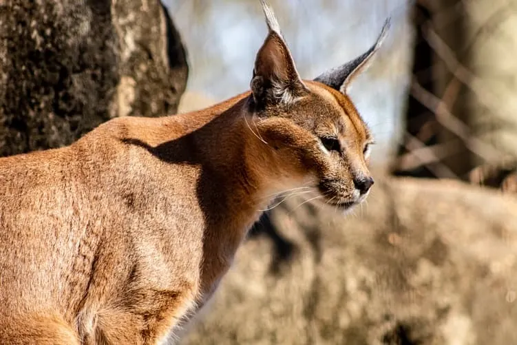 A caracal during lockdown