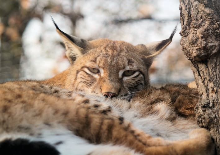 Different kinds of wild cats, lynx sleeping