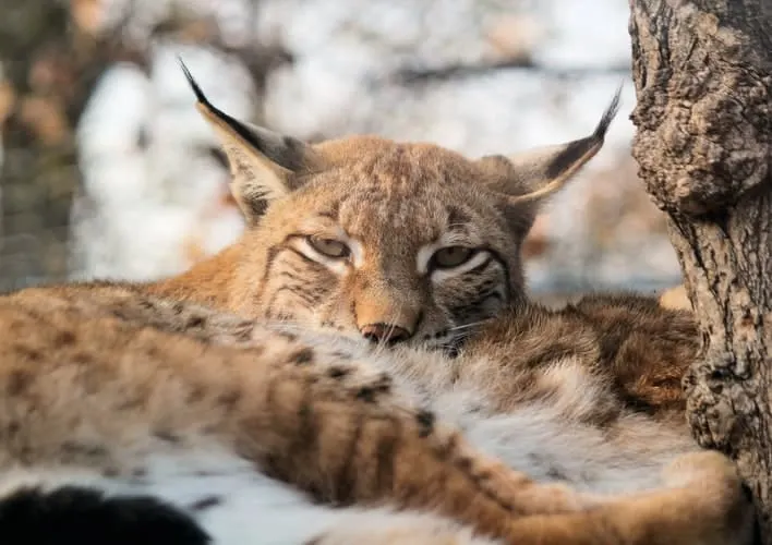 A sleepy Lynx: Sweden's wildlife