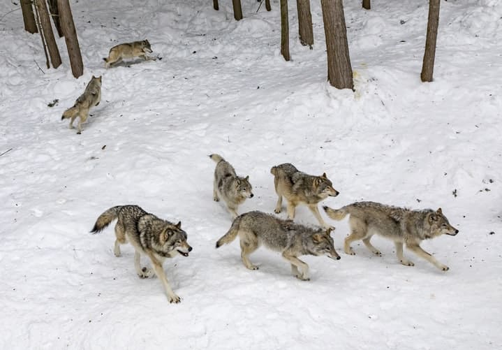 Die schwedische Tierwelt: Eurasische Wölfe