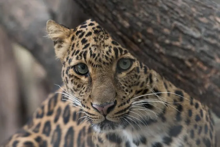 Jaguar in South America