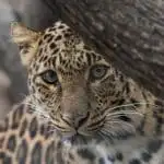 Los mejores lugares para ver jaguares