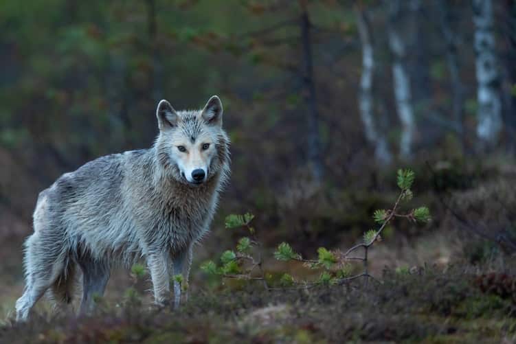 Ein Wolf : Wildtiere Schwedens