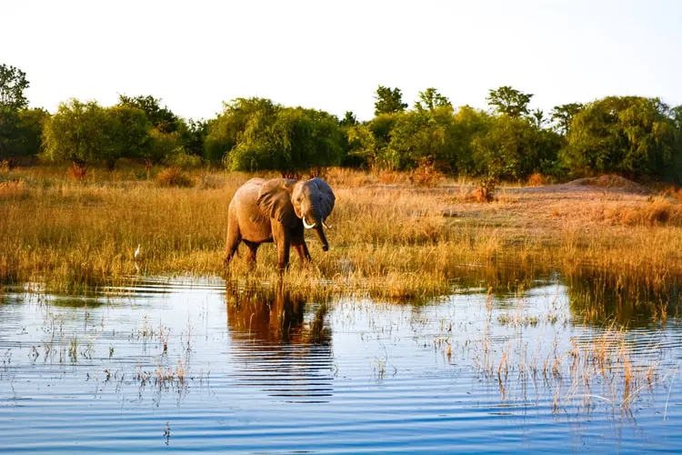 elephant in zambia