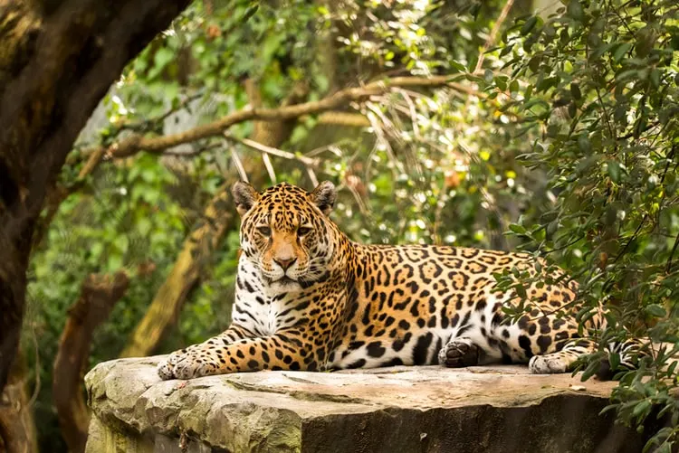 encontrar el jaguar