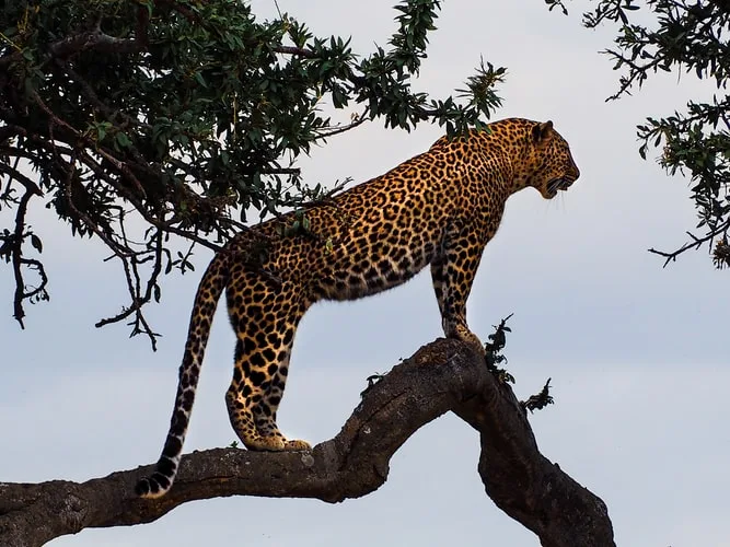 Großkatzen; Leopard in einem Baum