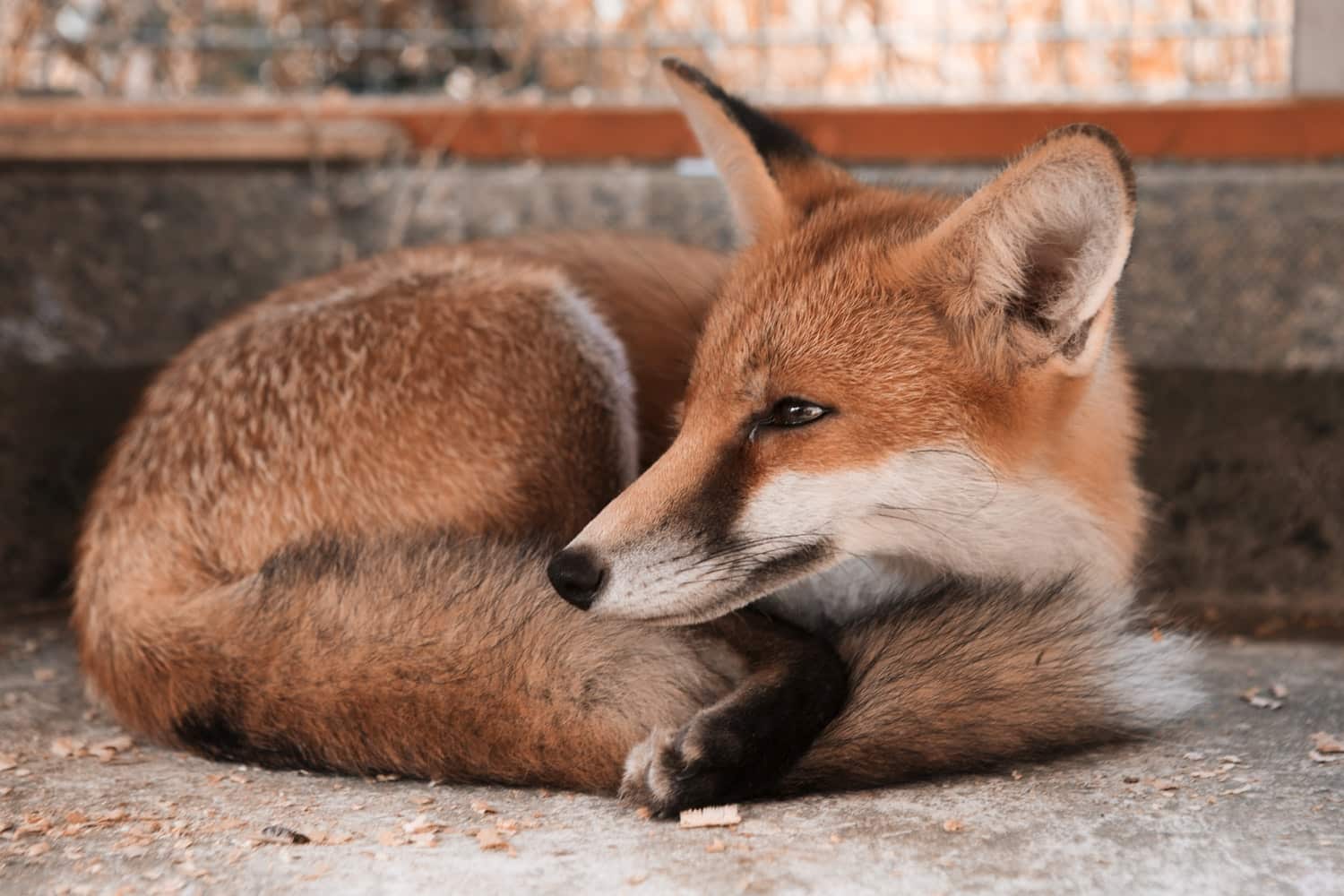 fox red