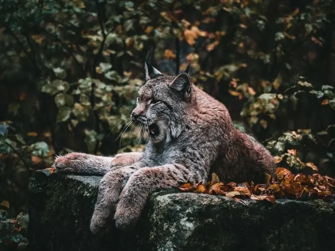 A lynx in Sweden yawning 