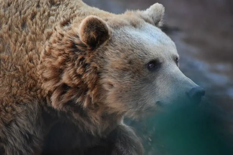 Un hermoso oso marrón