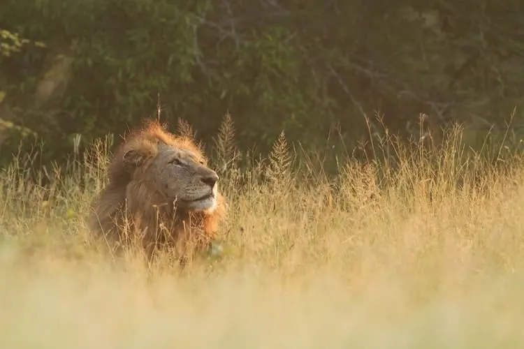 Ein Löwe in Südafrika; eine der Großkatzen