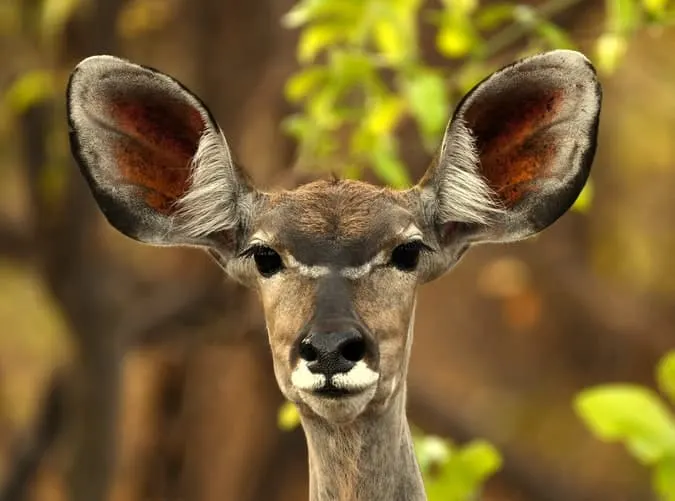 Tour Zambia with wildlife like this buck 