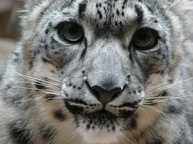 fauna en asia: leopardo de las nieves