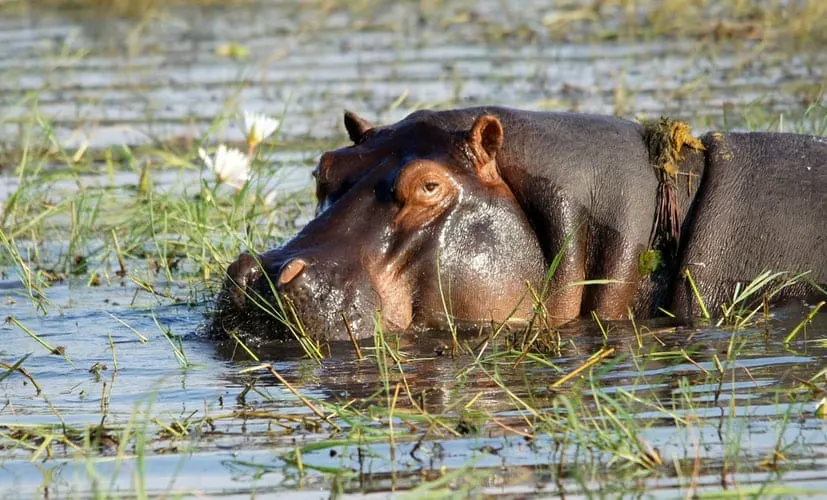 Tour Zambia: A hippopotamus in a lake
